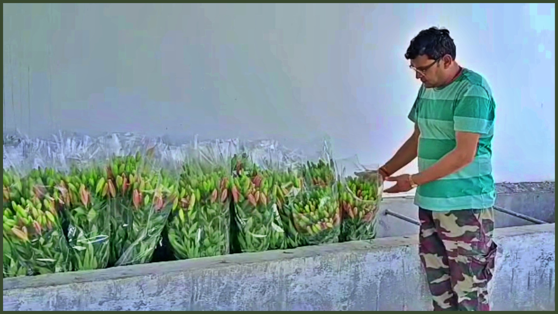 lilium flower cultivation in sonipat