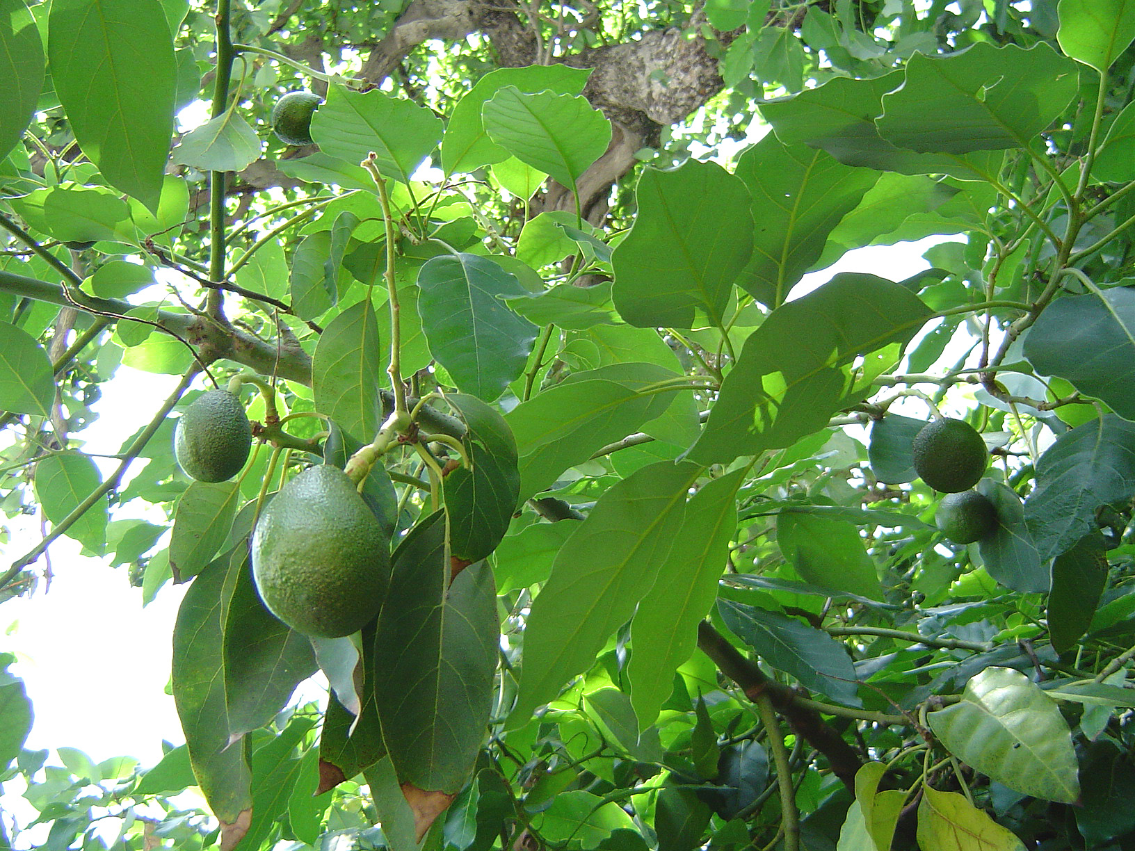avocado cultivation in Bihar