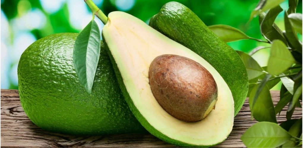 avocado cultivation in Bihar
