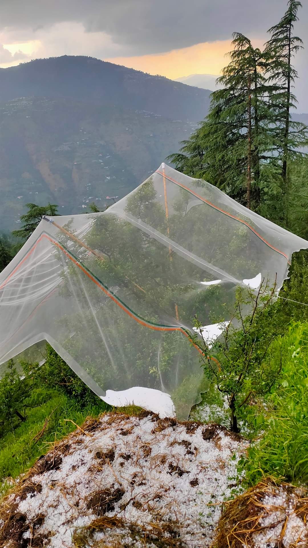 apple farming destroyed in Himachal