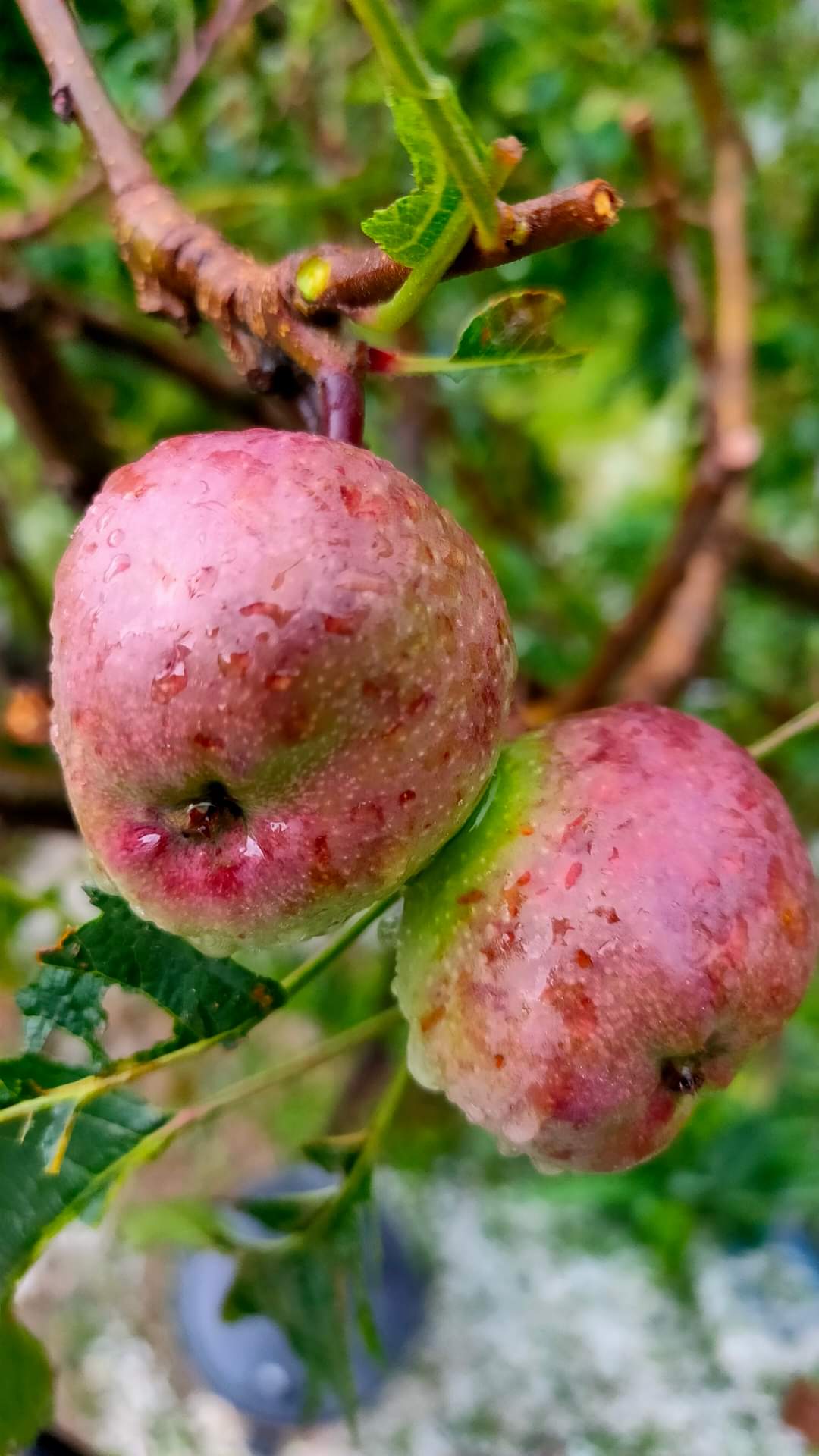 apple farming destroyed in Himachal