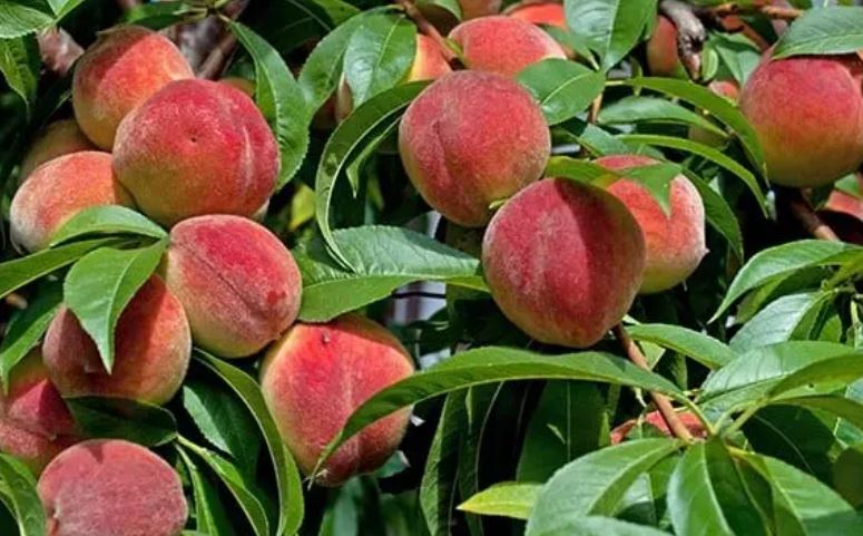 Nainital mountain fruits