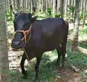 Karihalappa's Cow