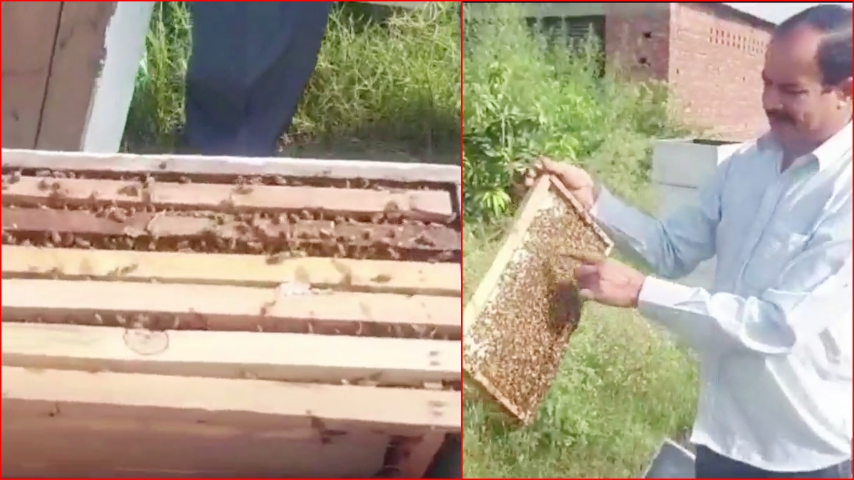 Yamunanagar beekeeper Subhash Kamboj beekeeping business