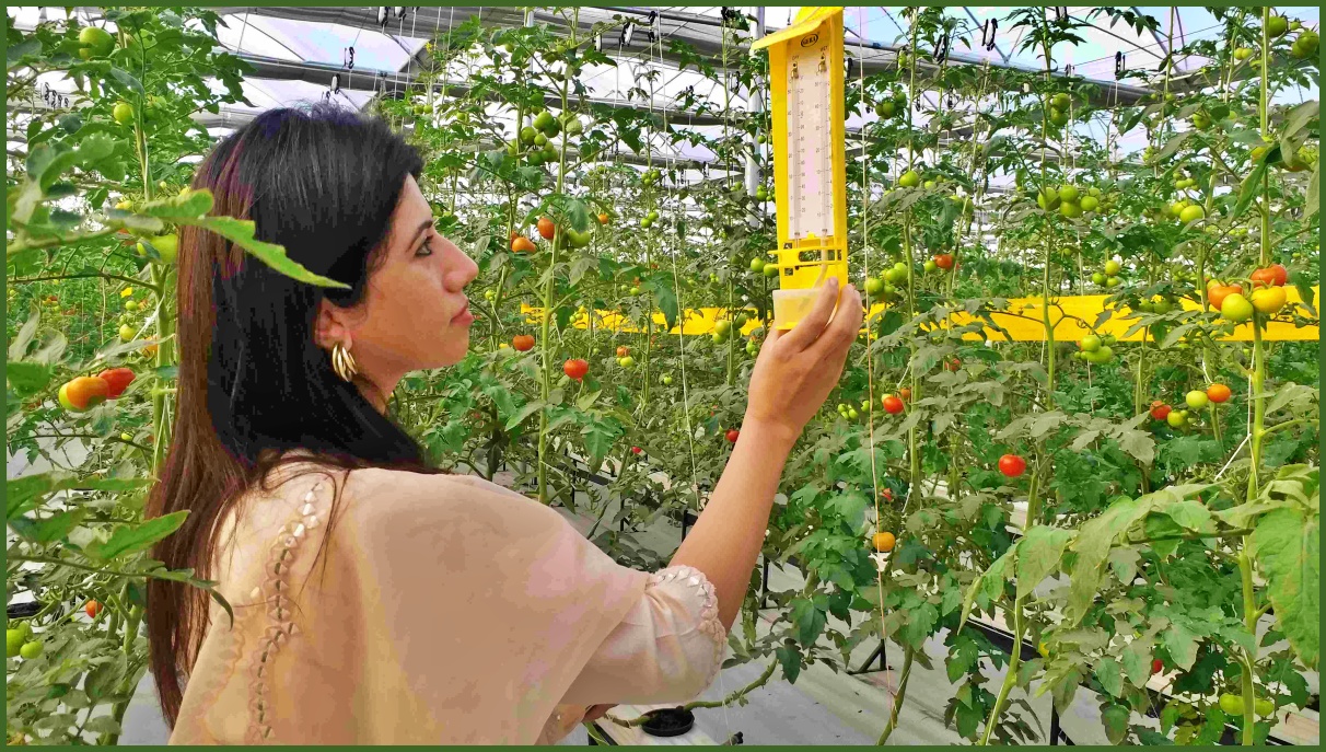 Hydroponic Farming in Panipat