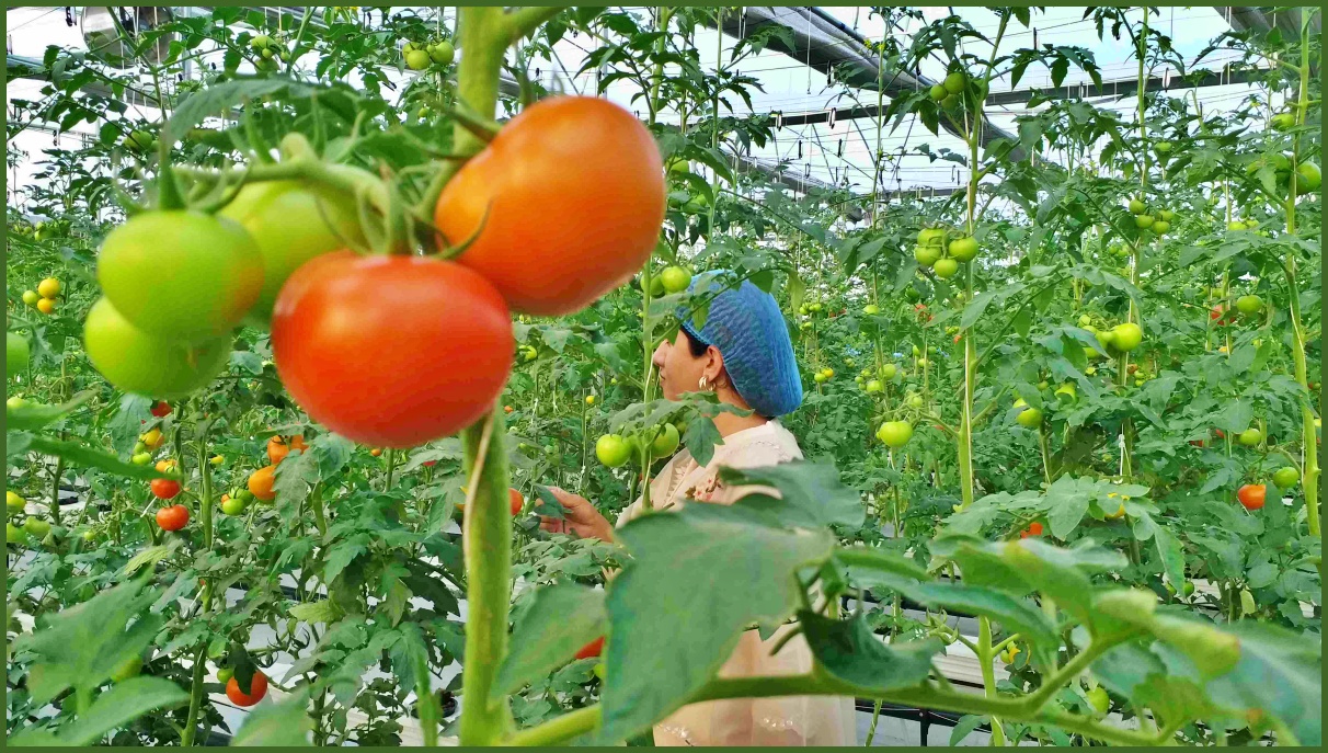 Hydroponic Farming in Panipat