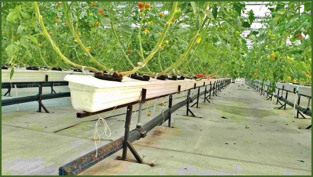 Hydroponic Farming in Panipat