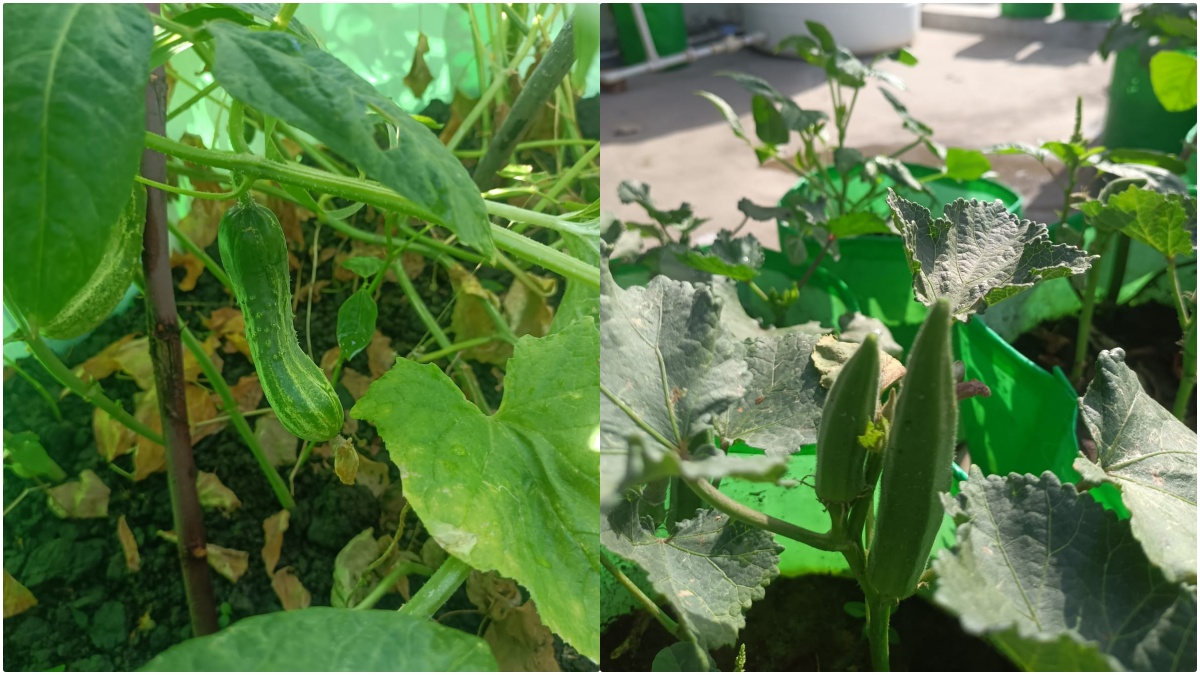 organic farming on rooftop