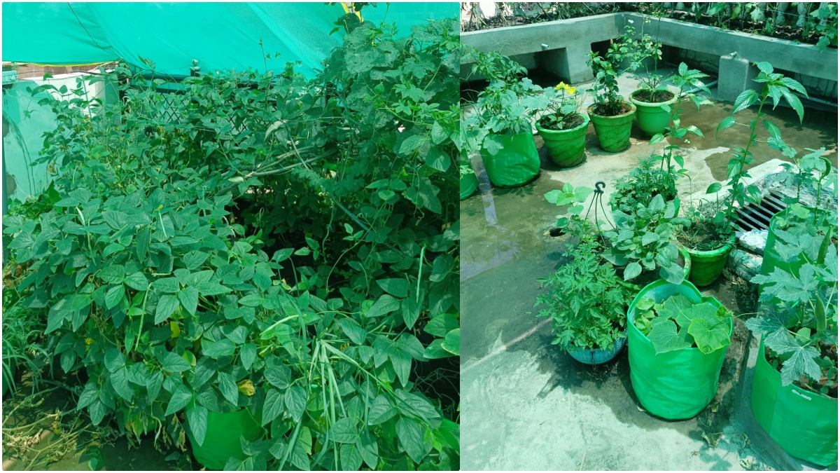 krishnakant raikwar started terrace gardening