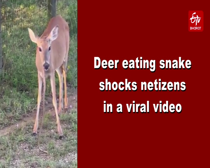 snakes eating deer
