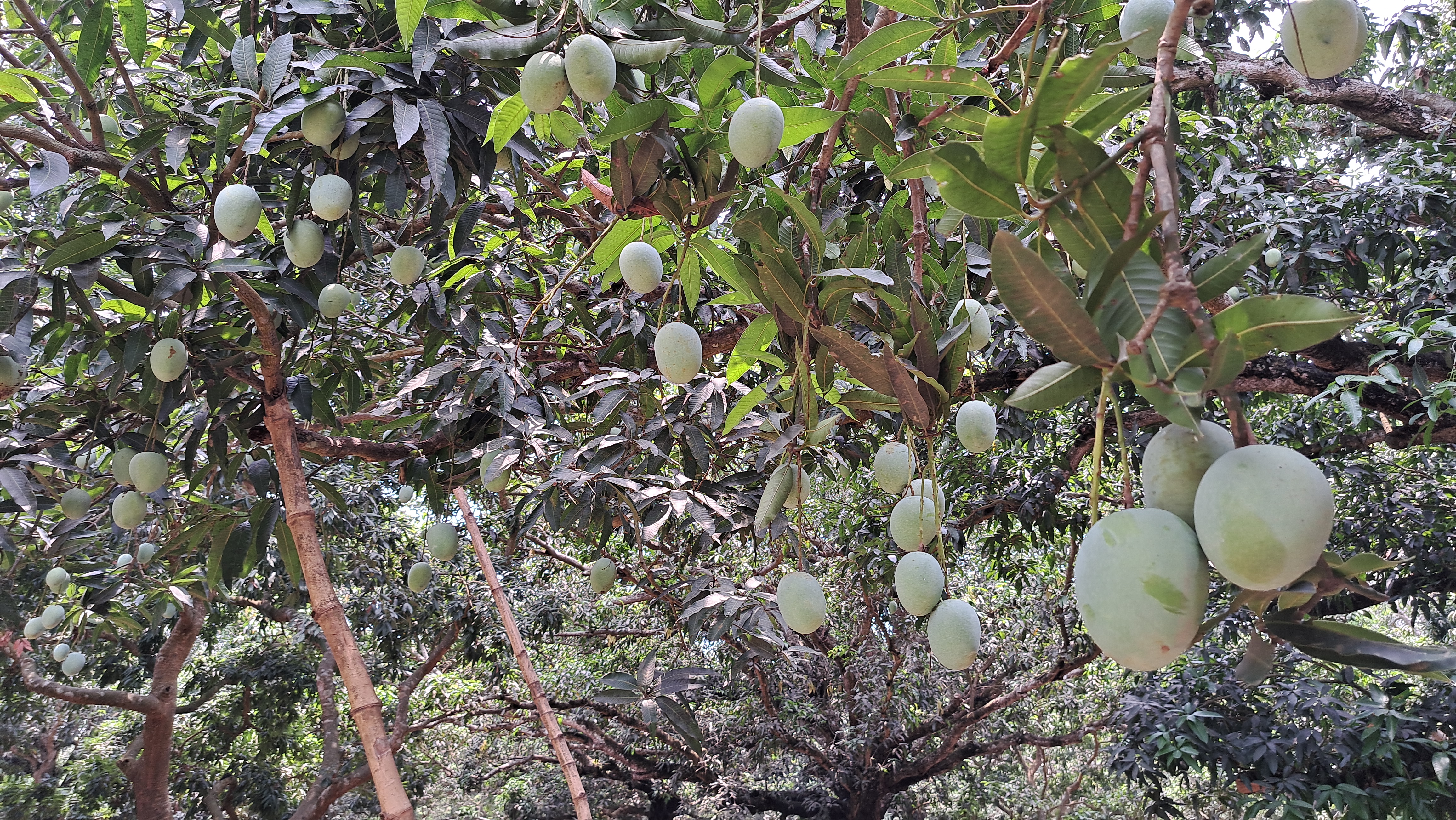 mango-season-in-india-2023-mango-farmers-facing-heavy-losses-in-india-malda-mango-west-bengal