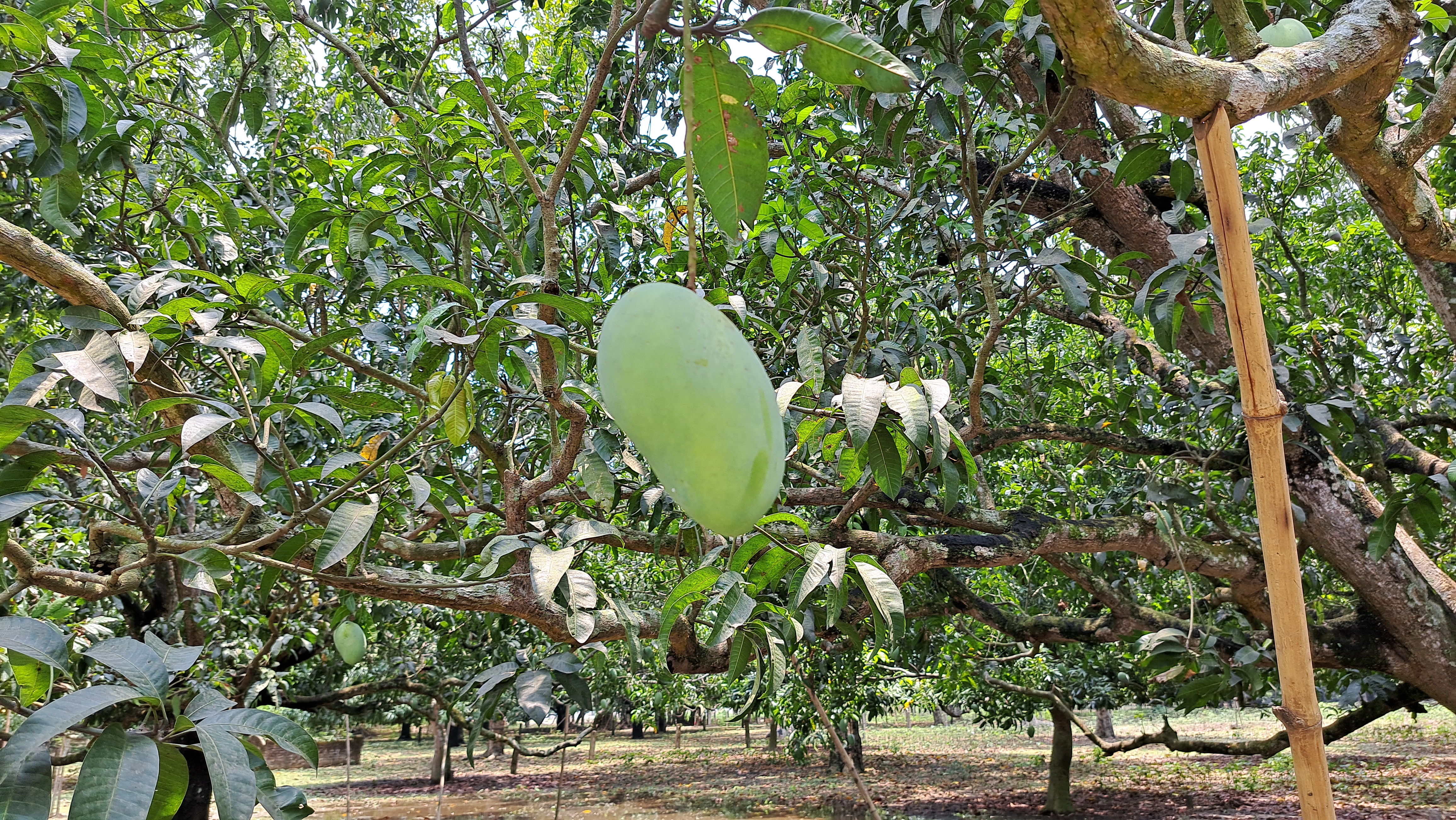 mango-season-in-india-2023-mango-farmers-facing-heavy-losses-in-india-malda-mango-west-bengal