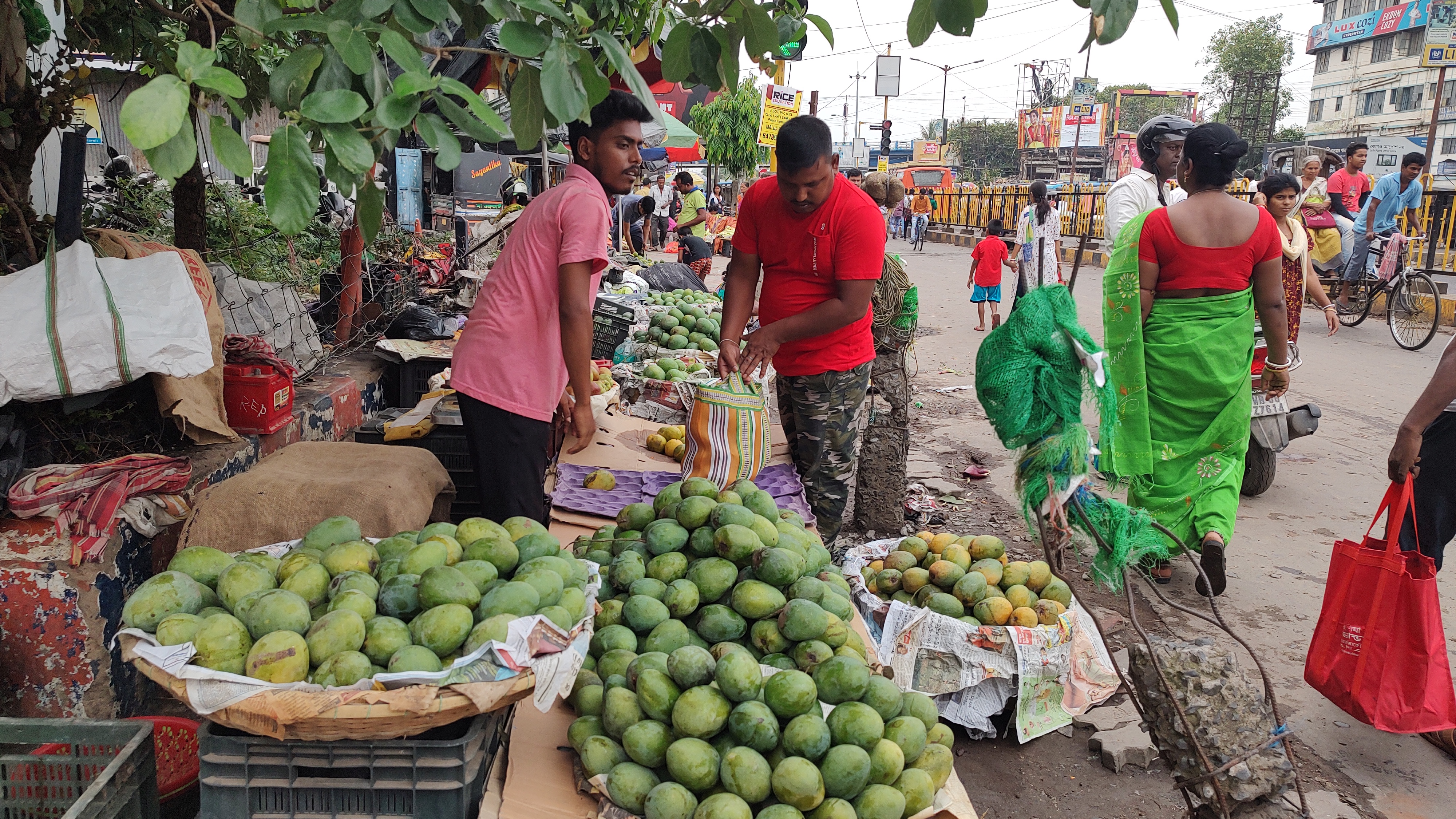 mango-season-in-india-2023-mango-farmers-facing-heavy-losses-in-india-malda-mango-west-bengal