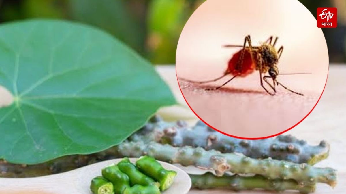 Treatment of malaria and other vector borne diseases is also possible in Ayurveda