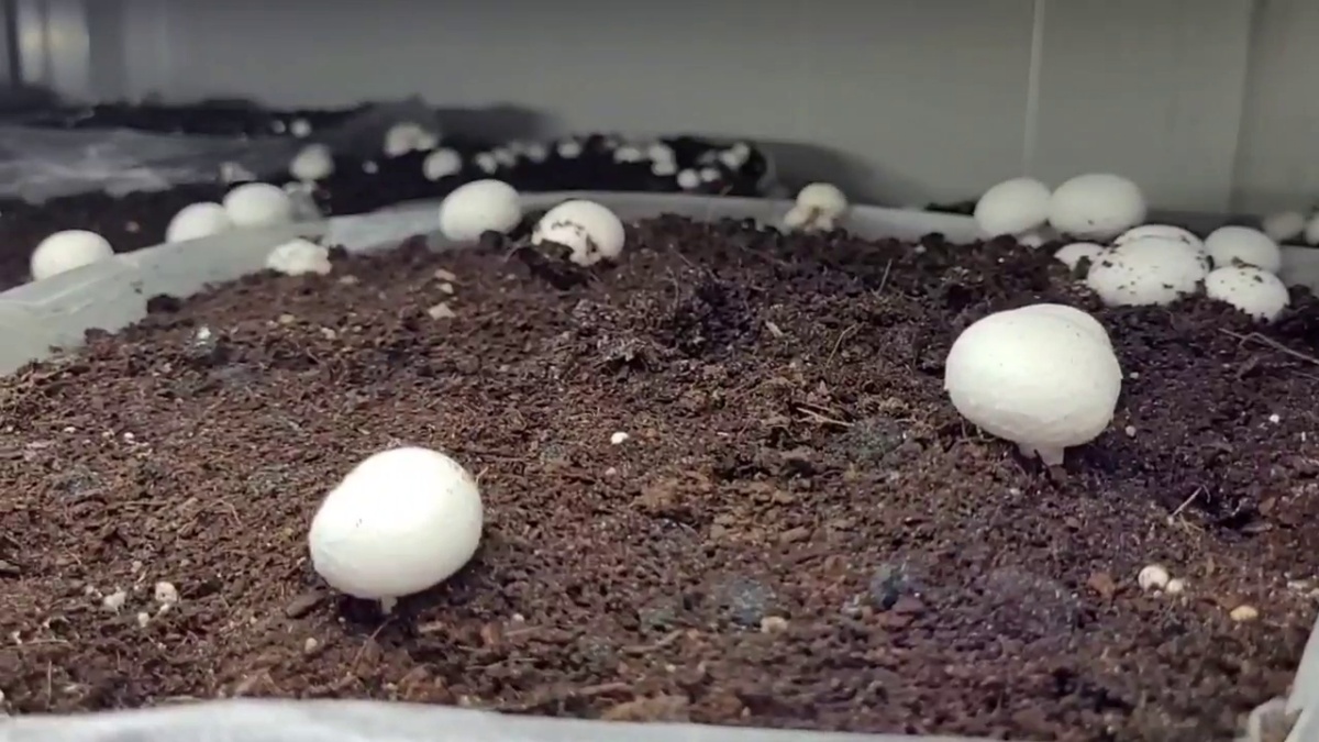 mushroom cultivation in haryana