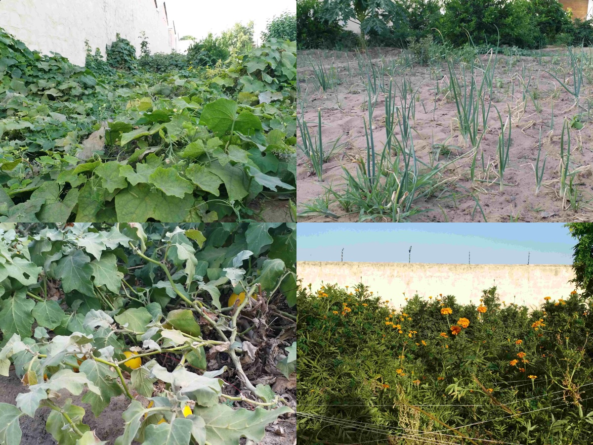 Inmates producing vegetables and Fruits