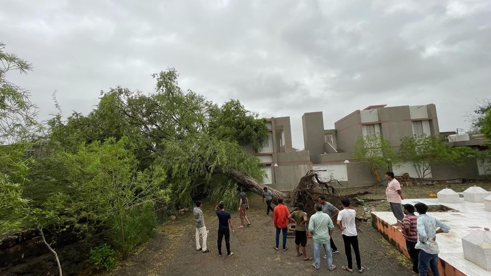 tree uprooted in dwarka