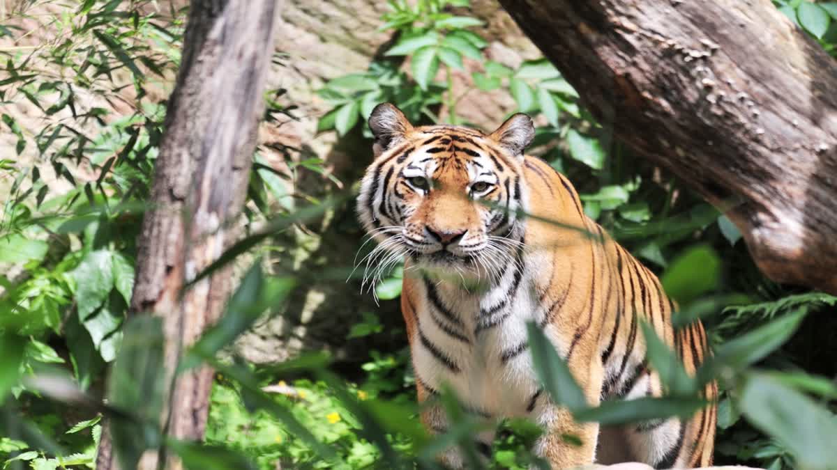 Kanha Tiger Reserve Another tiger dies