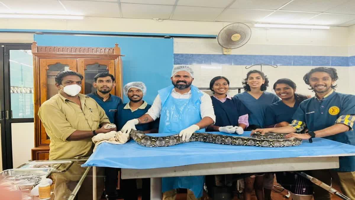 zoo pythons to special nest  Pythons injured  പാമ്പുകള്‍ തമ്മിലടി  പെരുമ്പാമ്പിന് അടിയന്തര ശസ്ത്രക്രിയ