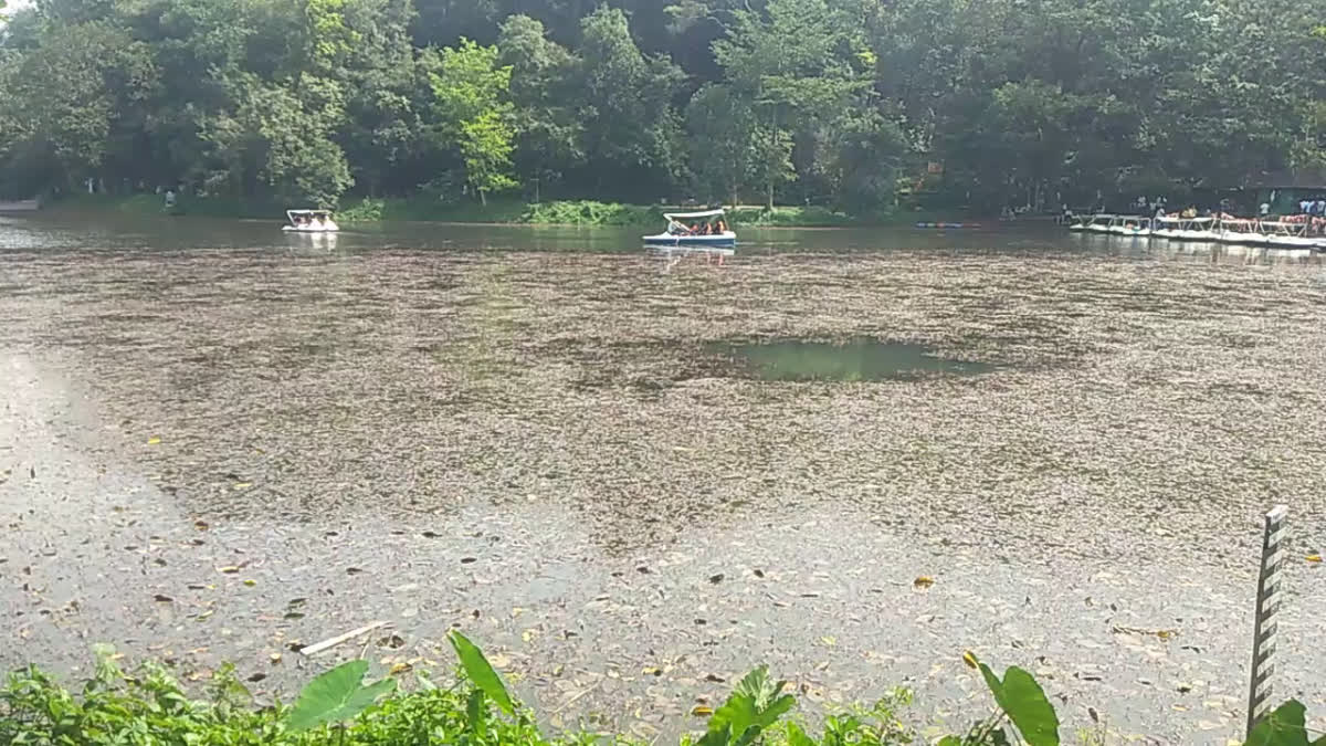 Cabomba Furcata  Cabomba Furcata In Pookode Lake  പൂക്കോട് തടാകം കബോംബ ഫര്‍ക്കാറ്റ  സുന്ദരിപ്പായല്‍ പൂക്കോട്