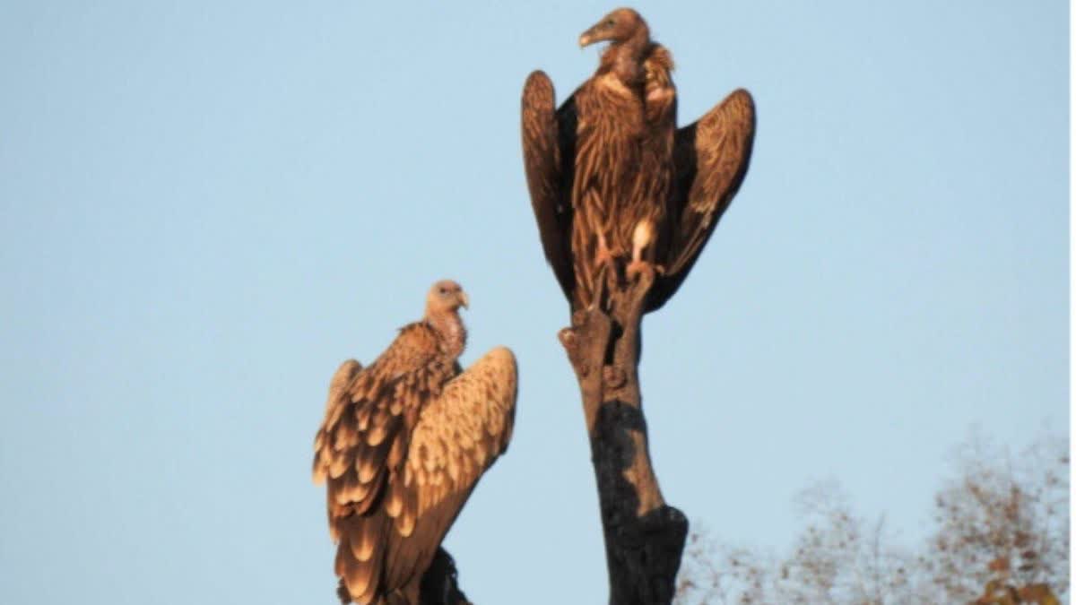 Vulture count in MP