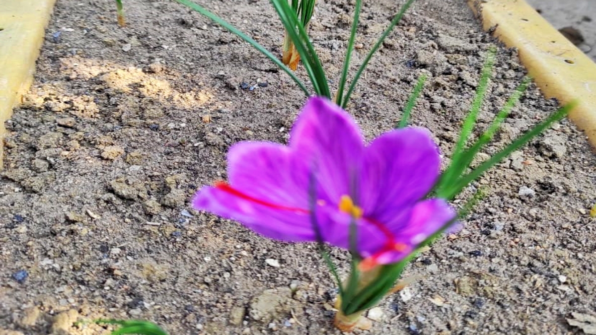 कश्मीरी केसर के फूल