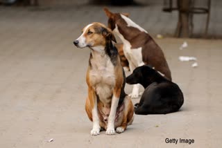 Bhopal stray dogs bite case petition in Supreme Court
