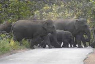 Elephants Roaming On Road