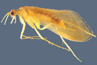 Caddisfly species (Source: ETV Bharat)
