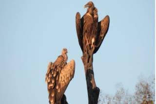 Vulture count in MP