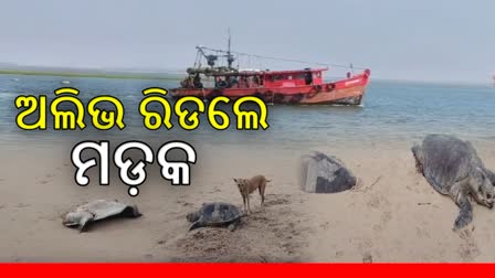 ଅସ୍ତରଙ୍ଗ କେଳୁଣି ମୁହାଣରେ ଅଲିଭି ରିଡେଲ ମଡ଼କ