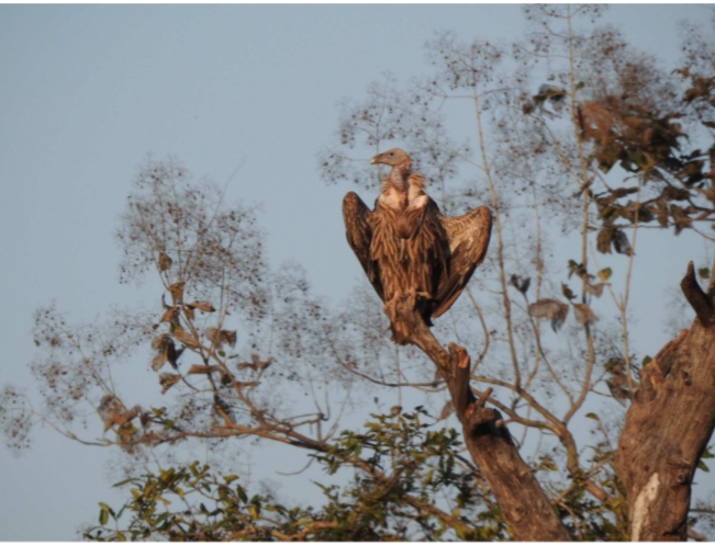 Vulture count in MP