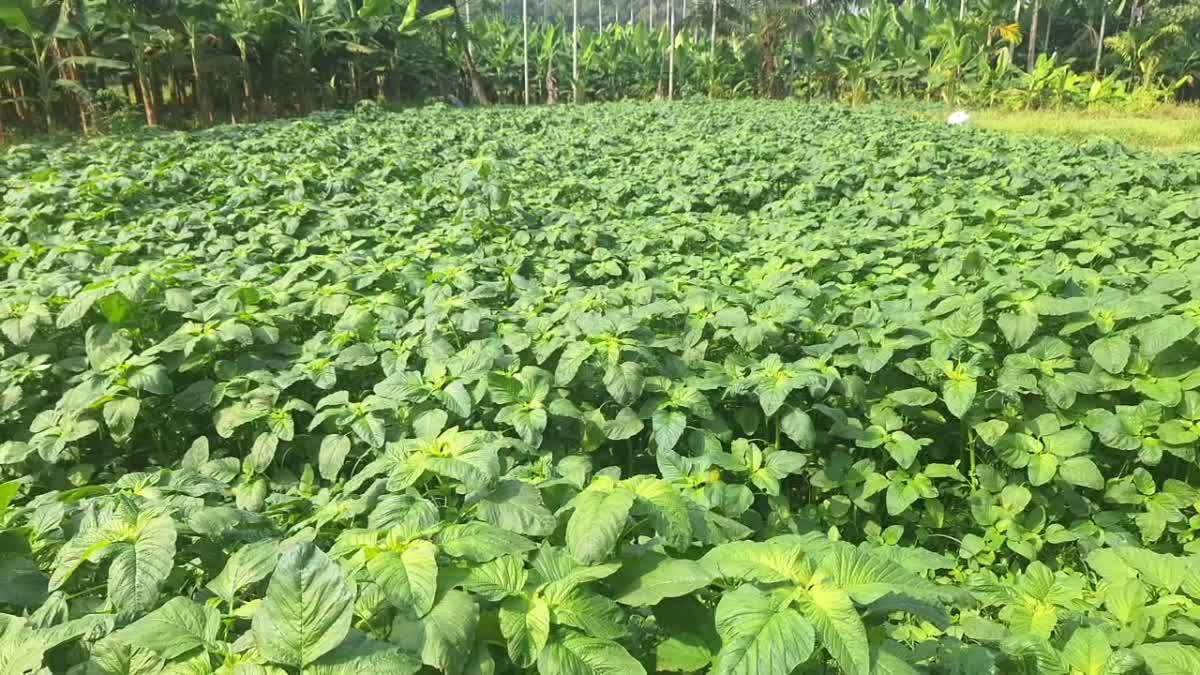 A FARMER IN PERUVAYAL  CHERUKULATHUR CHANDRAN  KOZHIKKODU FARMER  SPINACH FARMER