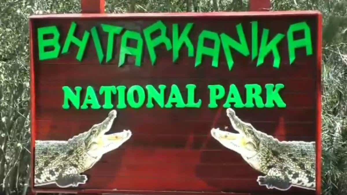 Crocodile census begins in Bhitarkanika National Park