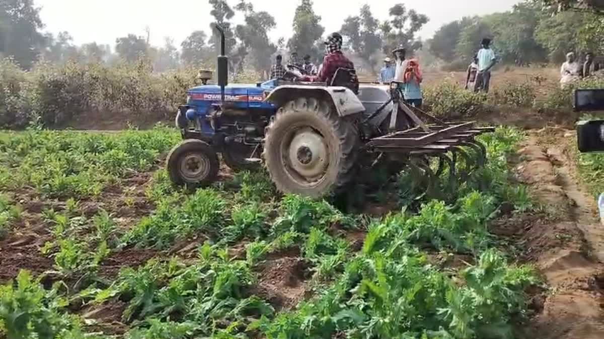 police action on-opium-cultivation-in-ranchi