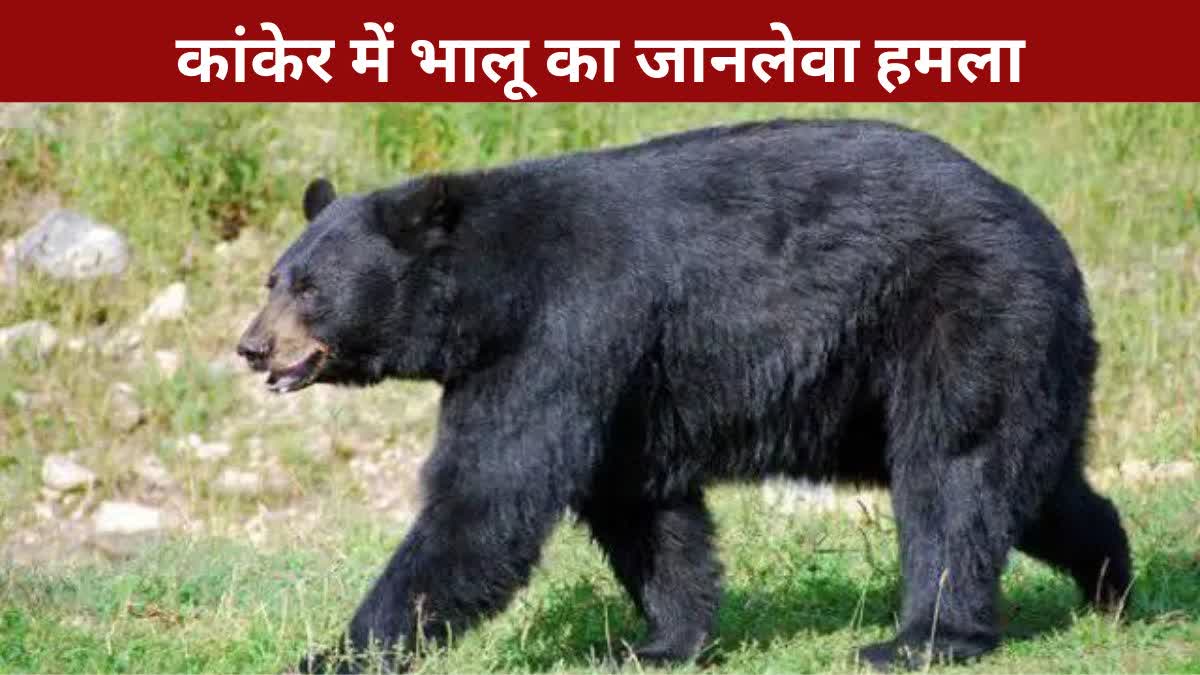 bear attack in Chhattisgarh