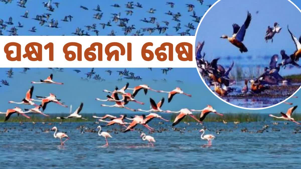 CHILIKA BIRD CENSUS