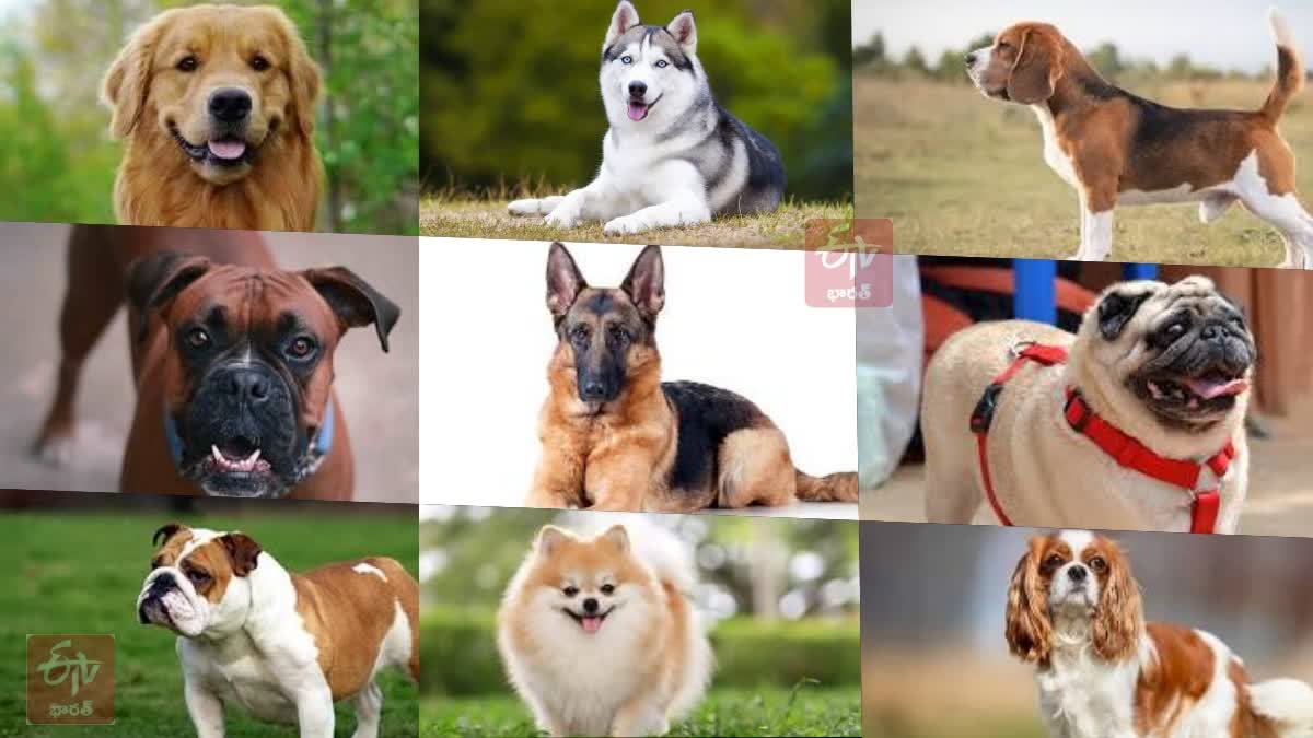 top_ten_dog_breeds