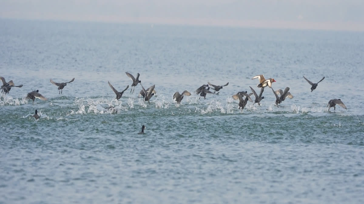 Over 15 lakh birds were counted and more than 200 species identified across the state’s wetlands as per the census that concluded on Saturday