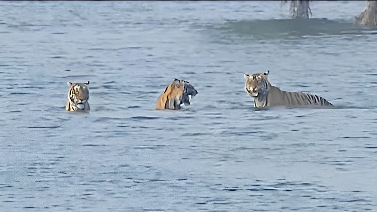 A unique style of tigress and her cubs was seen in Ranthambore