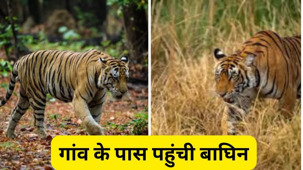 tigress reached near temple