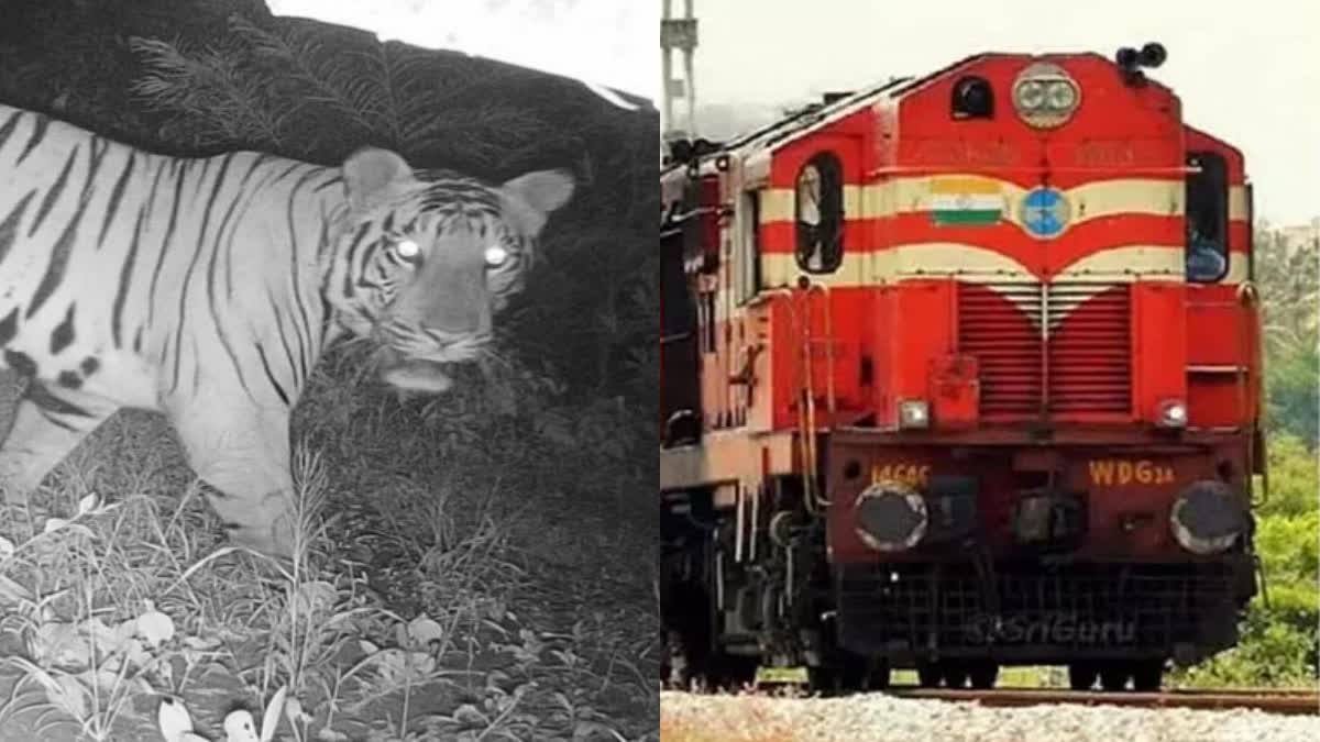 Tiger Dies Hit by Train