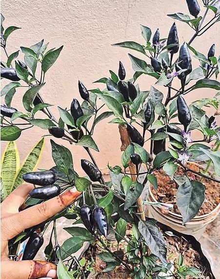 A Farmer Growing Black Chilli