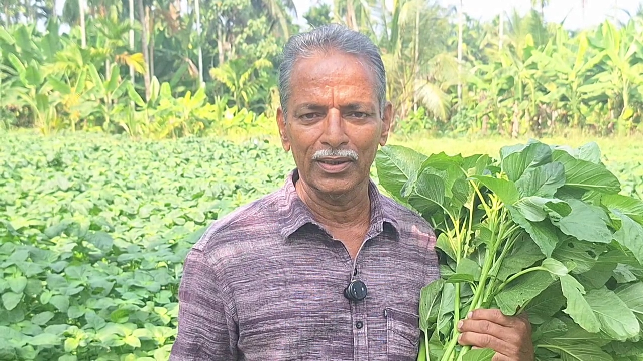 A FARMER IN PERUVAYAL  CHERUKULATHUR CHANDRAN  KOZHIKKODU FARMER  SPINACH FARMER