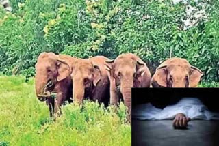 TDP LEADER DIES ELEPHANT ATTACK IN TIRUPATHI