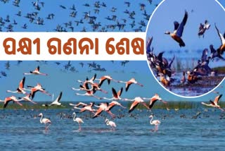 CHILIKA BIRD CENSUS