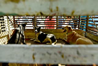 STRAY DOG KILLING IN MOROCCO