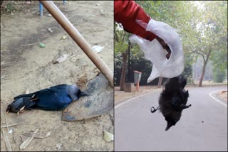 51 crows died of bird flu in Maharashtra