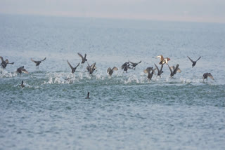 Over 15 lakh birds were counted and more than 200 species identified across the state’s wetlands as per the census that concluded on Saturday