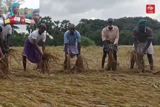 சேதமான பயிர்களுடன் விவசாயிகள்